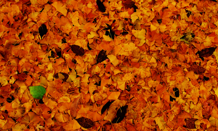 Otoño, por raulalgo en Obture