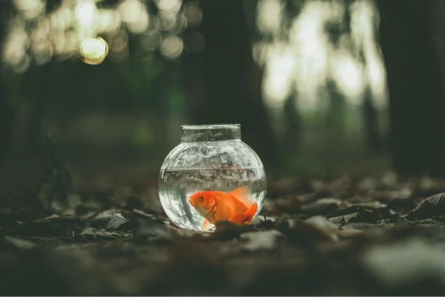 Is Getting a Pet at Uni a Good Idea?