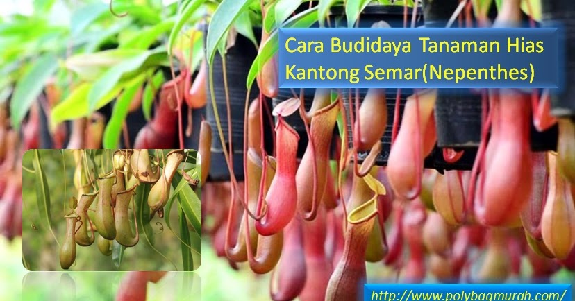 Cara Budidaya Tanaman Hias Kantong Semar(Nepenthes) - Jual 