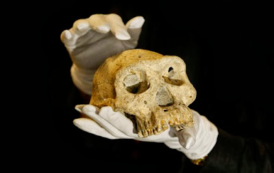 1.8M-year-old skull gives glimpse of our evolution