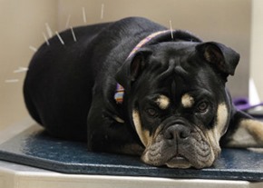 Acupuncture