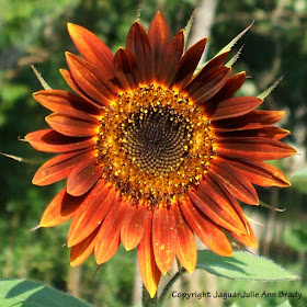 Pretty Warm Color Autumn Beauty Sunflower Blossom