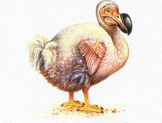 uccello dodo