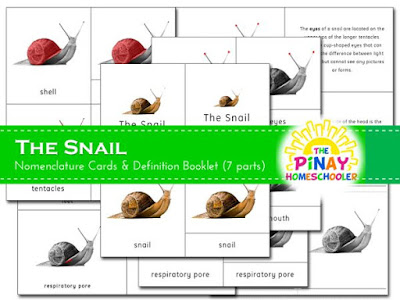 The Snail Definition and 3-Part Cards