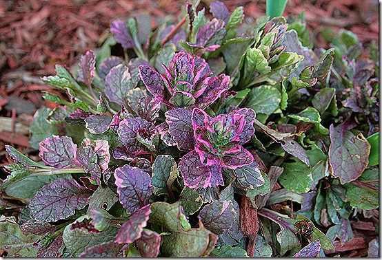 Ajuga_BurgundyGlow_April13