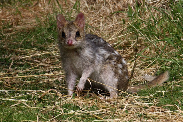 honey badger vs tasmanian devil. honey badger vs tasmanian