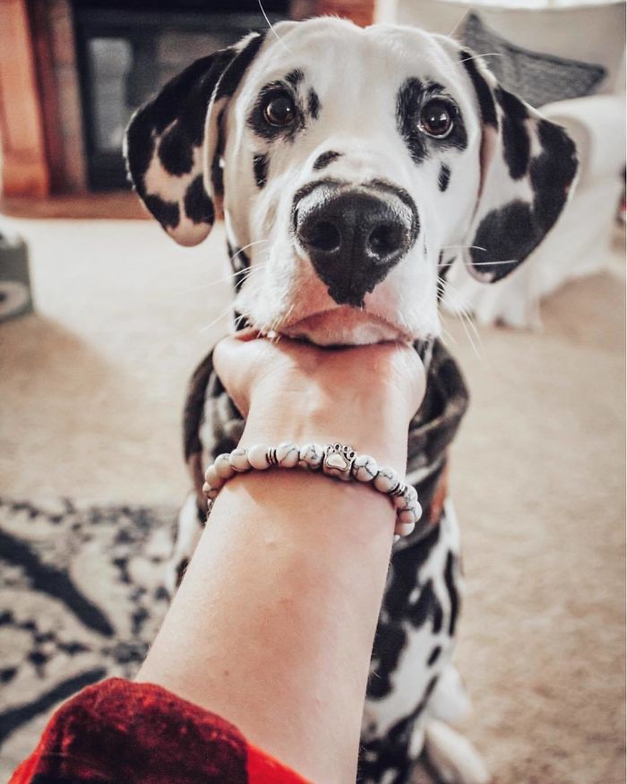 Meet Wiley, The Cutest Dalmatian Dog With A Heart On His Nose