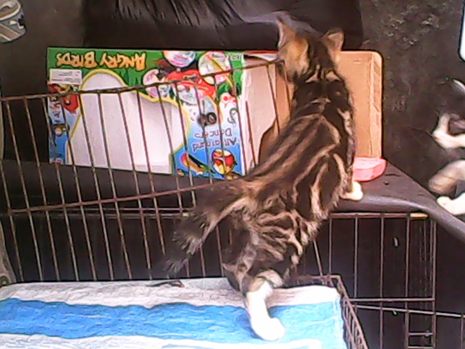 KUCING BANGOR MIX BENGAL ~ SEGITU PETSHOP