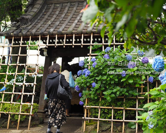 白山神社のあじさい祭り