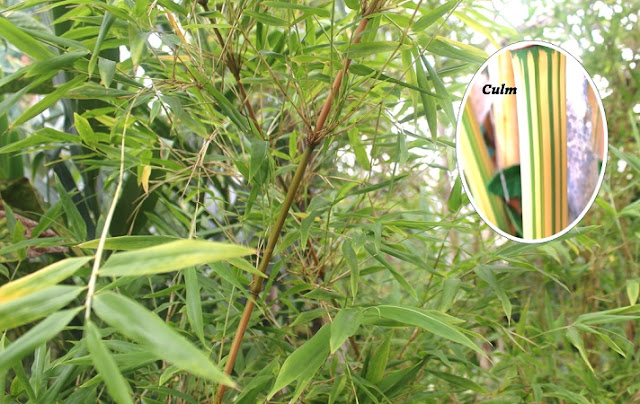 Alphonse Karr bamboo (Bambusa multiplex 'Alphonse Karr')