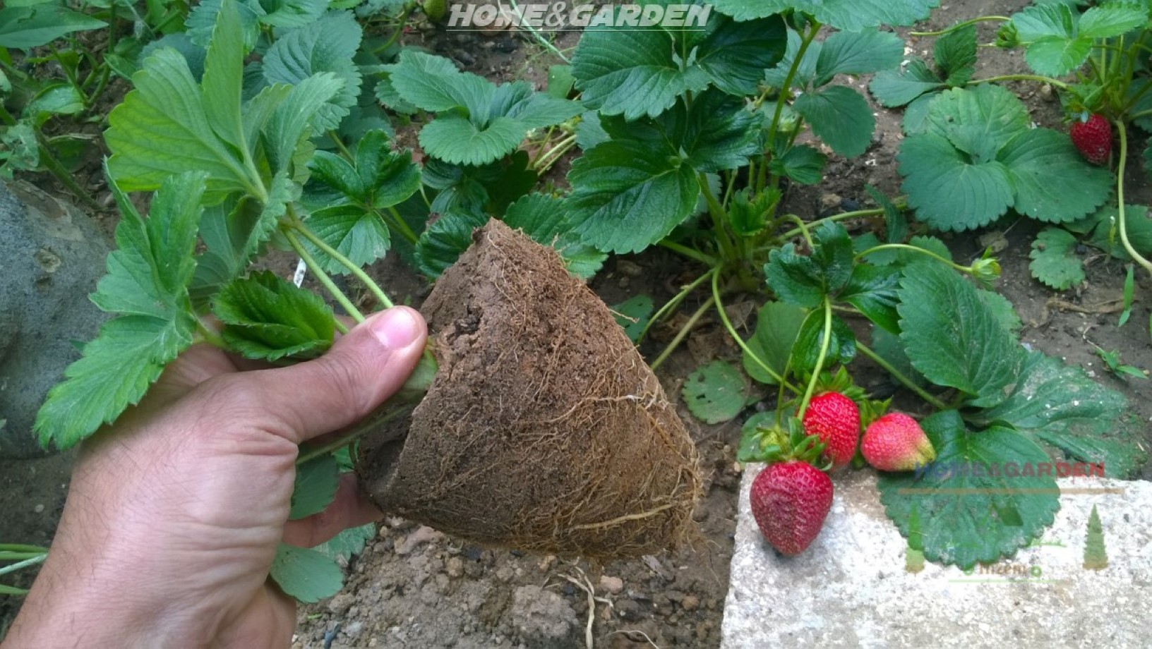 Place one hand at the base of the plants and use your other to slide the pot off the root ball. Be sure to keep the root mass and soil intact.