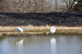 a pair of whooping cranes, an endangered species