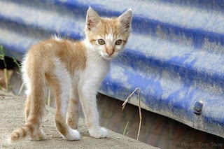 Pahami Tanda Kucing Akan Mati, Cepat Ditangani Sebelum Terjadi