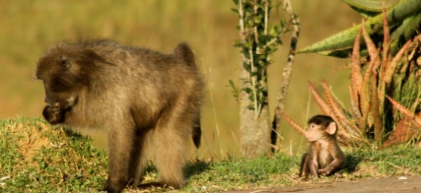 Primates y busqueda de alimento