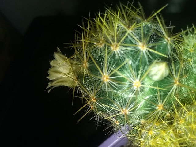 O nome Mammilaria prolifera vem do fato de que seus frutos se assemelha a mamilos e de que o cacto se multiplica com facilidade, proliferando em torno de si.  É originário do México, Texas, Cuba e Haiti.