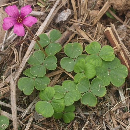 Кислица бразильская (Oxalis brasiliensis)