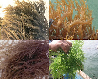 6 Benefits of Seaweed