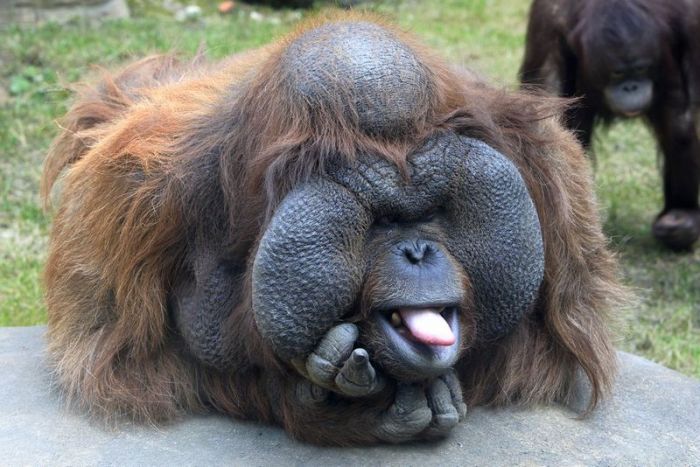 Funny Animals: Funny Orangutan Pictures/Images