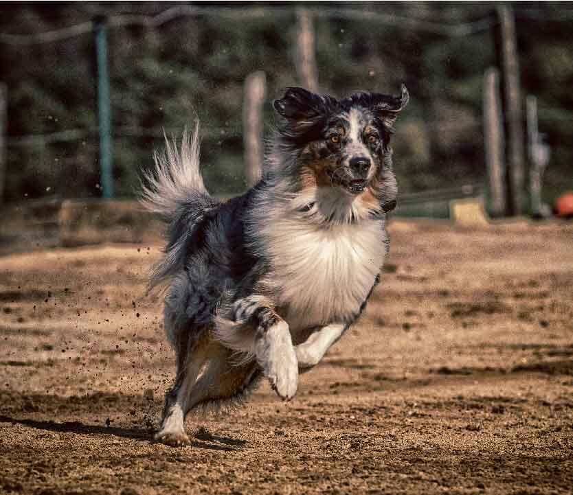 Comment Entraîner Votre Chien Berger Australien À La Chasse?