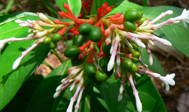 Sharpagandha (Rauwolfia serpentine)