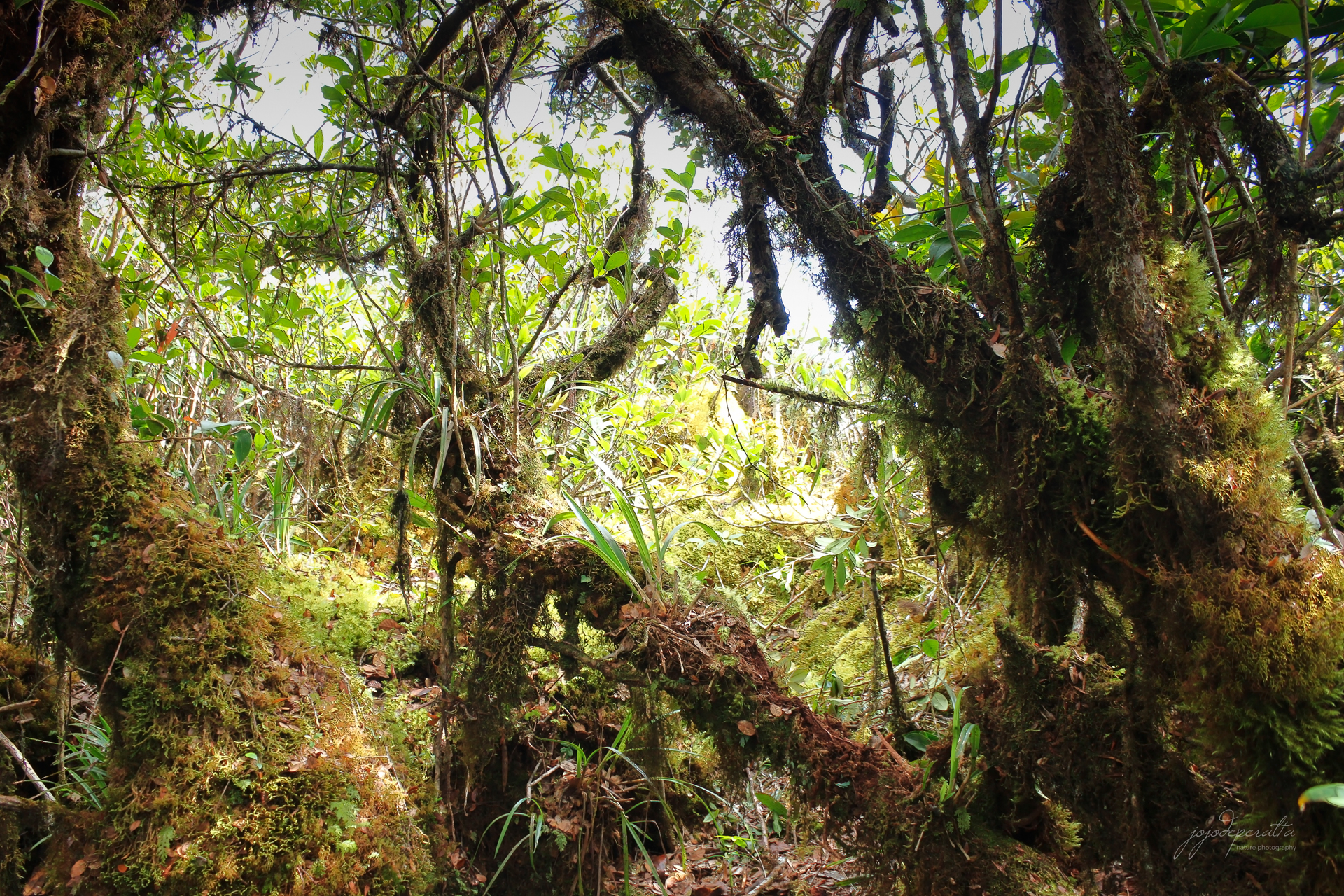 Palawan Toadlet Pelophryne albotaeniata habitat photo by Jojo De Peralta
