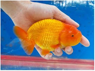 Lionhead Goldfish