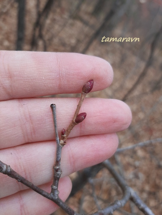 Липа амурская (Tilia amurensis)