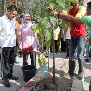 Sebanyak 50 Batang Bunga Sakura Ditanam Di Hutan Kota