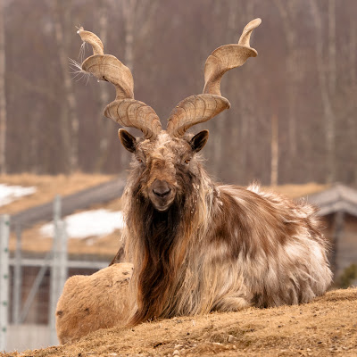 Markhor