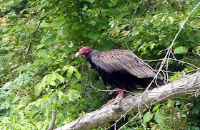 Turkey Vulture Buffalo National River Arkansas