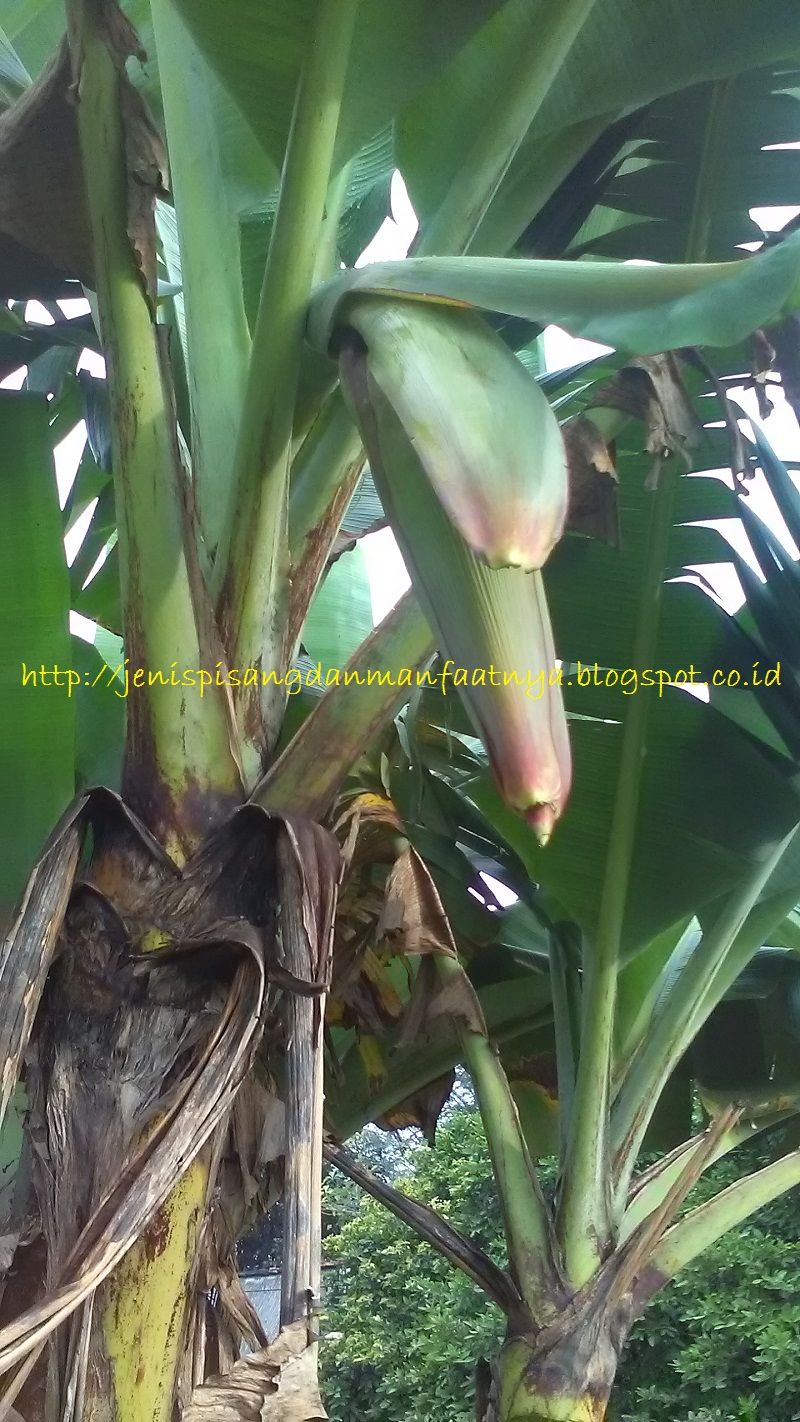 Pisang Pendek Berbuah-Pohon pisang raja ijo selendang mengeluarkan jantung