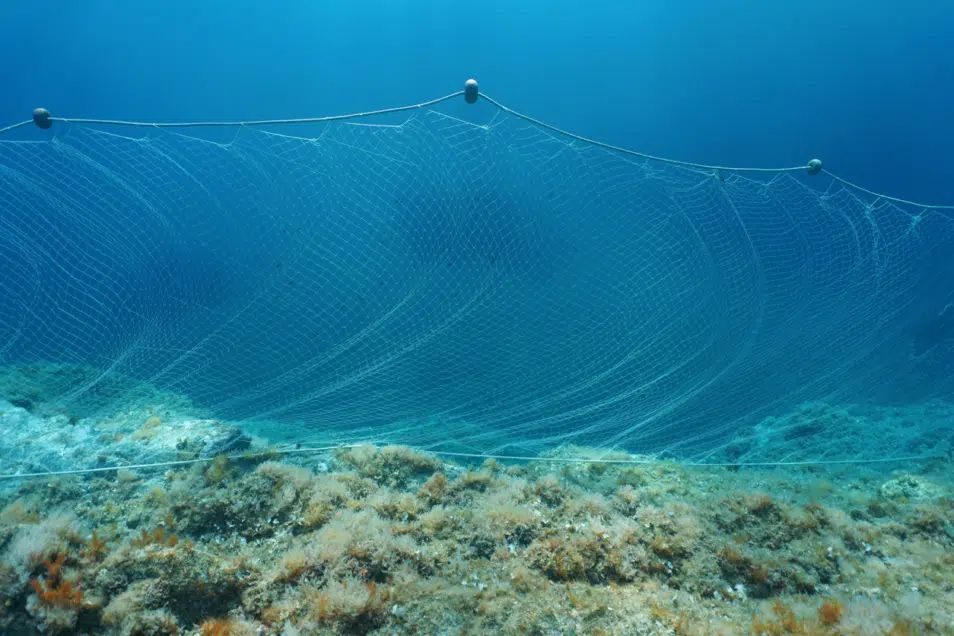 Redes de enmalle son utilizadas por los pescadores para capturar la totoaba