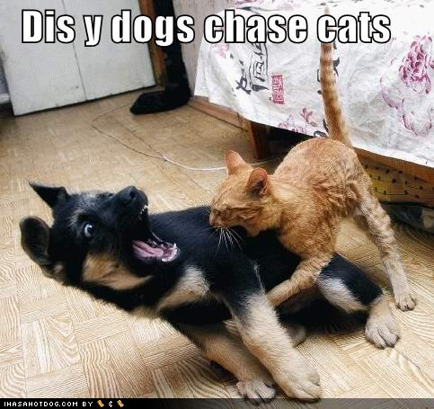 Funny Kittens Images on Funny Animals  Funny Cats And Dogs