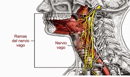 ¿Qué es el 'nervio vago' y cómo nos puede ayudar a reducir el estrés?
