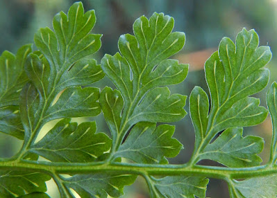 Veins of Henery's Monachosorum