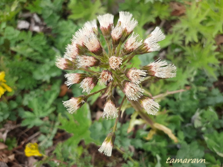 Белокопытник Татеваки (Petasites tatewakianus)