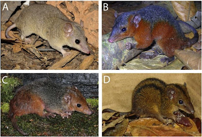 Roedores, novas espécies de mamíferos, Mata Atlântica, Amazônia, novas espécies de ratos, cientistas descobrem novas espécies