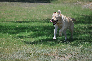 Poppy still running in the field, her cheeks are all the way back and her face looks very wind blown