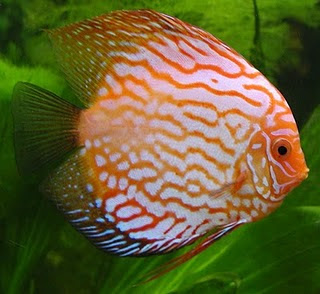 Beauty Fish in Aquarium