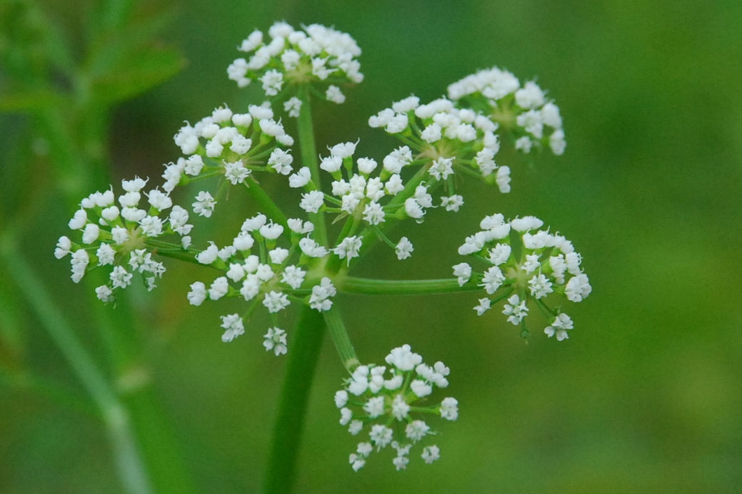 My little vegetable garden: BLOOMING FRIDAY : eye candy