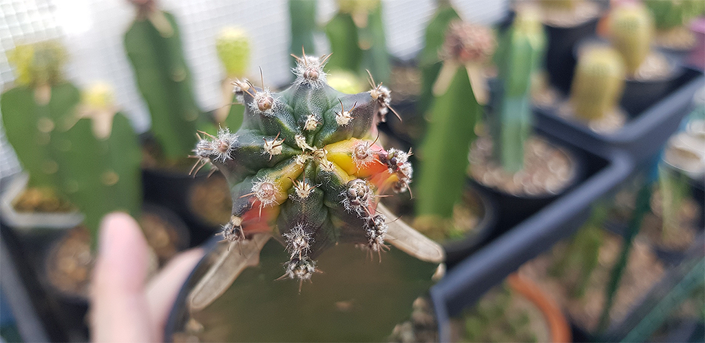 Grafting Cactus