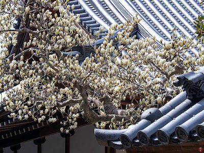 Haku-mokuren (Yulan magnolia) flowers: Engaku-ji