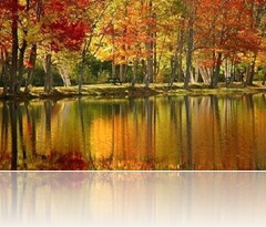 floresta (1)