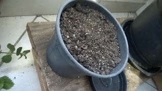 Como plantar hortaliças em vasos - Passo a Passo