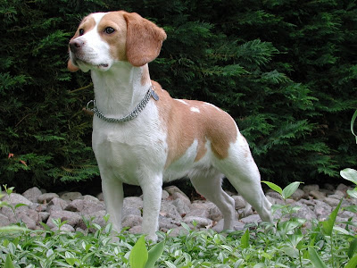 Beagle Dogs