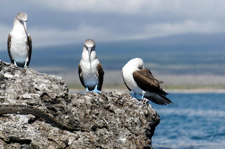 Blaufußtölpel, Galapagos