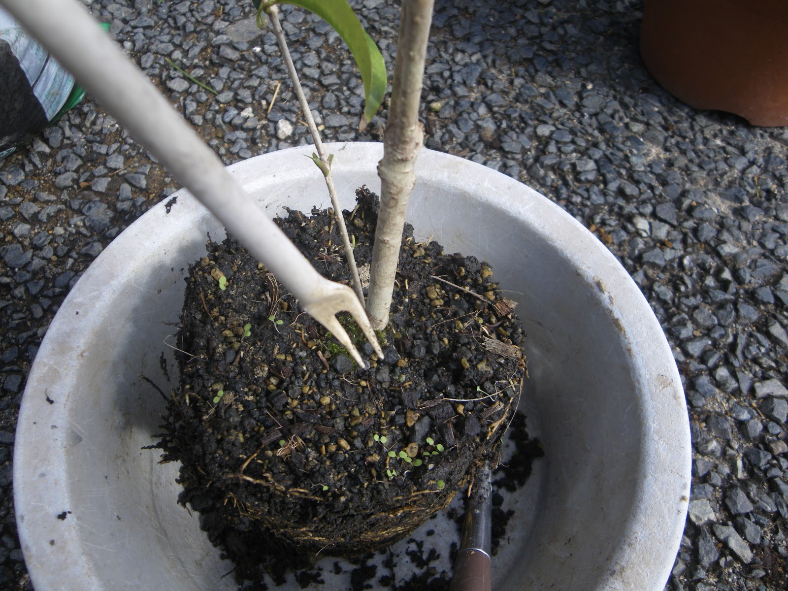 キンモクセイ 金木犀 を鉢植えで育てる 苗木の植え付け 育て方 メダカの大工