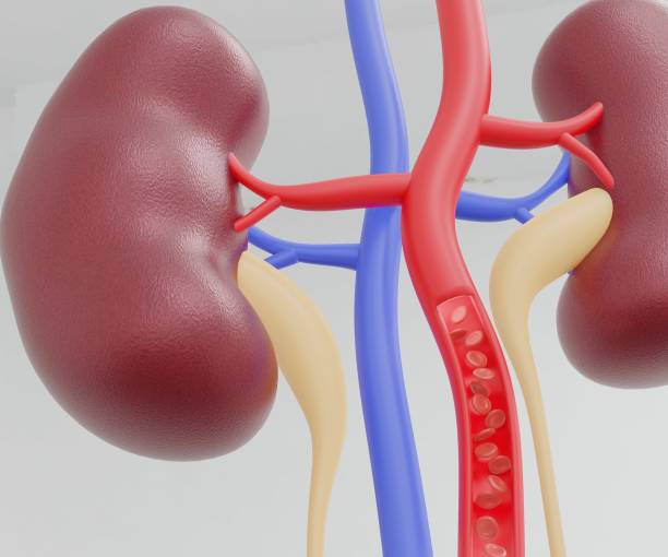 The Remarkable Resilience of the Single-Functioning Kidney