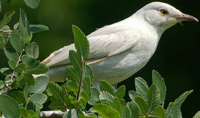 35 Ghosts of Nature - Albino Animals of the Wild