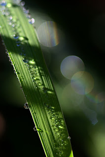 closeup of dew drops on vetiver